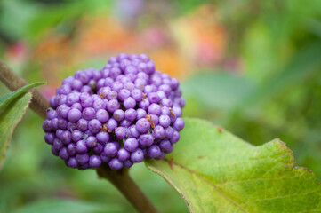 Beauty Berry,Callicarpa americana L, American beautyberry, French mulberry,LAMIACEAE