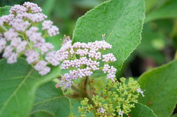Beauty Berry,Callicarpa americana L, American beautyberry, French mulberry,LAMIACEAE