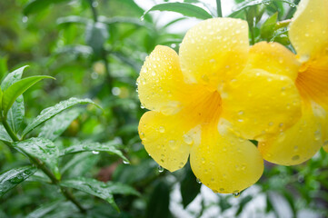 Yellow flowers with water droplets