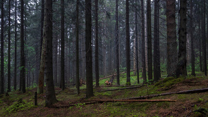 Fototapeta premium Dark gloomy dense evening forest in summer