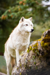 Alaskan white wild wolf portrait close up tribe leader