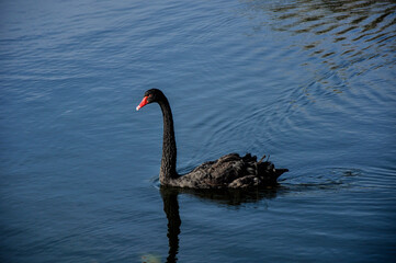 black swan on the lake