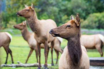 Group of Alaskan elks wapiti in summer close up
