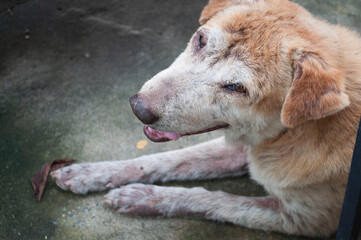 Older dogs with skin disease, Old dog with leprosy
