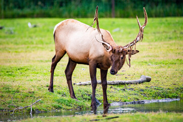 Male bull elk drinking water in Alaska national park close up