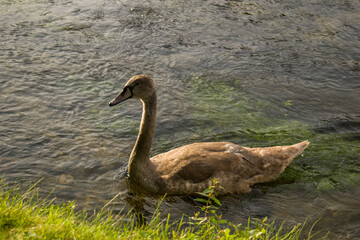 Young grey swan in the river