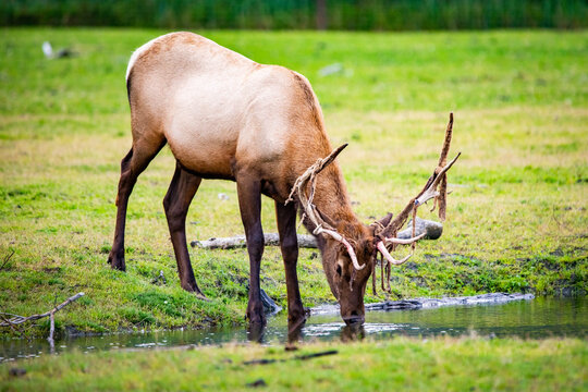Male bull elk drinking water in Alaska national park close up © PhotoSpirit