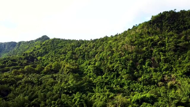 Vertical scene of the forest in the morning, Kanchanaburi Thailand.