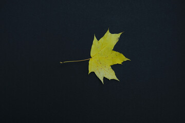 one autumn leave isolated on black background