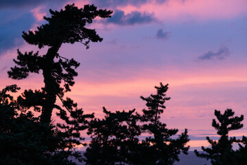 pine shadow and sea sunset time