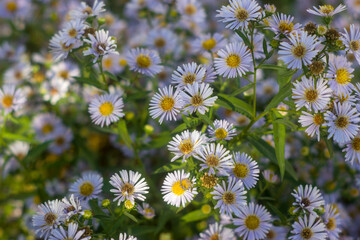 field of daisies in macro photography