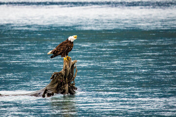 Majestic bald eagle sitting on tree in the river in Alaska