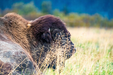 Wild wood bison portrait in Alaska national park