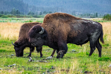 Wild wood bison portrait in Alaska national park © PhotoSpirit