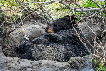Cute looking black bear getting ready for hibernate sleeping