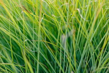 bright green grass background, full frame