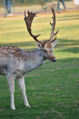 Beautiful male chital deer or spotted deer in zoo