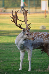 Beautiful male chital deer or spotted deer in zoo