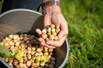 Schalenfrüchte - Hand gefüllt mit frisch gesammelten Haselnüssen.