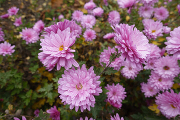 Many pink flowers of Chrysanthemums with droplets of water in mid November