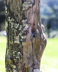 bark of a tree