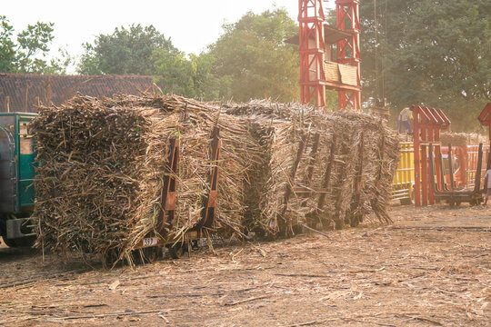 Tebu Bilder Durchsuchen 240 Archivfotos, und Videos