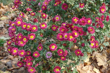 Big quantity of crimson and yellow flowers of Chrysanthemums in November
