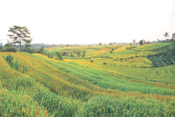 Beautiful terraced rice field in harvest season in Tawangmangu, Indonesia
