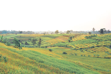 Fototapeta na wymiar Beautiful terraced rice field in harvest season in Tawangmangu, Indonesia