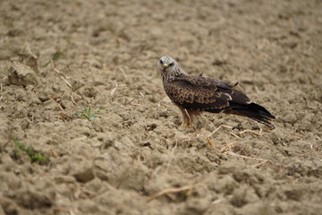 Wallpaper of a harrier on the ground looking straight ahead