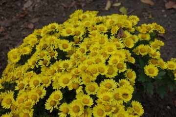 Simple daisy like yellow flowers of Chrysanthemums in October