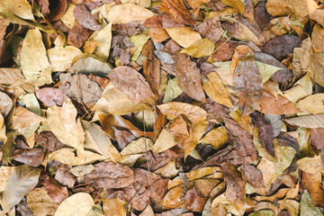 Obraz premium Colourful brown autumn fallen leaves on brown forest soil background