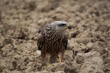 Friendly harrier looking to the right