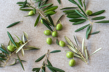 Olve tree branches with fruits on cotton fabric background. Harvesting olives.