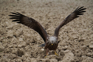 Imposing harrier with his winds open before start flying