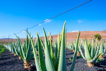 Plantation of medicinal aloe vera plant in the Canary Islands