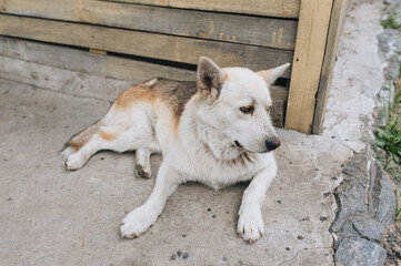 Obraz premium A beautiful, large, fluffy, old white dog lies on the background of a wooden booth, waiting for the owner. A good guard for people. Favorite pet.