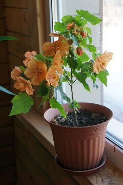 house plant of  abutilon hybridum «canary bird» with orange flower in  pot .
