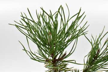 Cienkie, zielone igły krzewu.