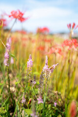 蜜蜂とピンク色の花　背景に彼岸花