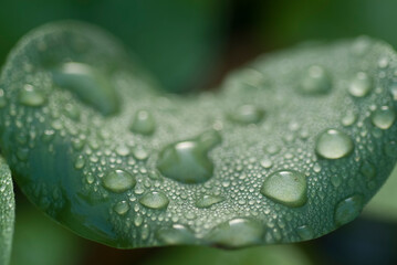 Hoja mojada