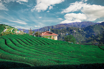 tea in rize