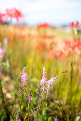 蜜蜂とピンク色の花　背景に彼岸花