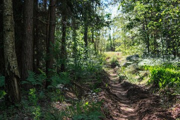 Fototapeta premium Footpath in the forest