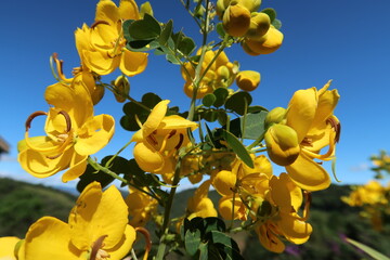Fototapeta premium yellow flower blue sky