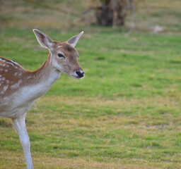 female spotted deer or chital deer, Close up portrait of a female spotted deer