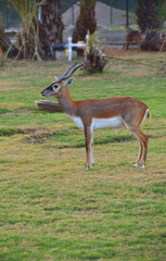 A male Blackbuck also known as Antelope, close up, Big horned wild male blackbuck in a zoo