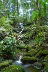 small waterfall in green forest