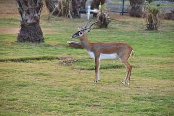 A male Blackbuck also known as Antelope, close up, Big horned wild male blackbuck in a zoo