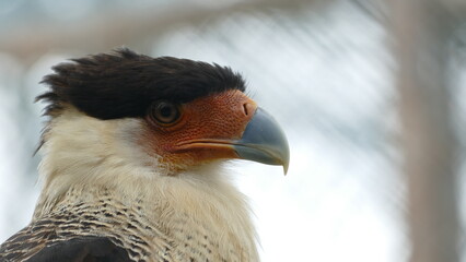 Karibik-Karakara (Caracara cheriway), Ecuador. Dieser Greifvogel ist weitverbreitet in Mittelamerika und im nördlichen Südamerika